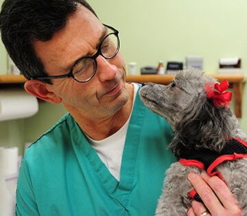 Male Vet holding and looking at a small grey dog